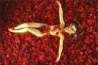 american beauty