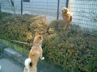 ���U�̎U���@�����m���[���̈��A�B