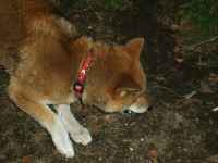 �ߕ����܂��͎������ɂƂ��Ă͂悭�킩��񂪗ǂ����B