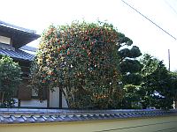 �߂��̃L�����N�Z�C���H��������