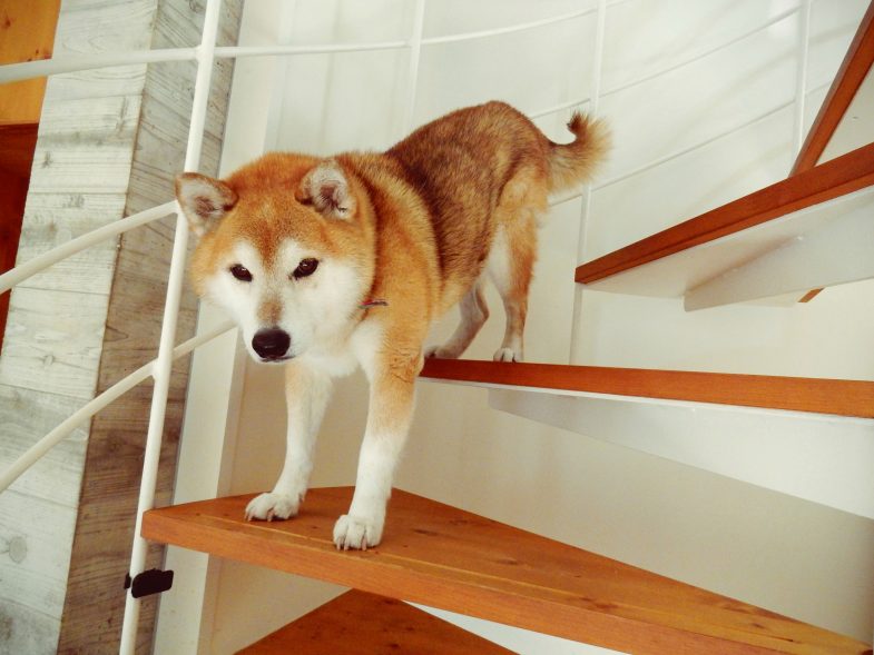 今日も階段で筋トレします