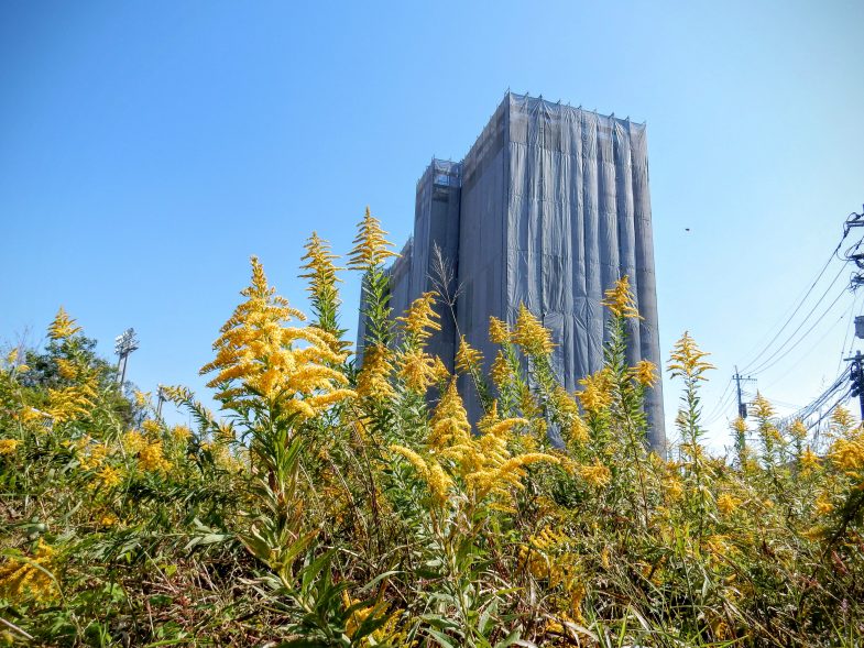 セイタカアワダチソウと建設中の高層マンションがたけくらべ