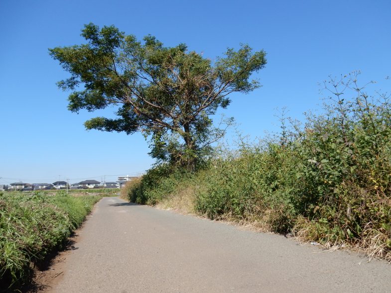 いつもより遠くに散歩すると風景が変わった