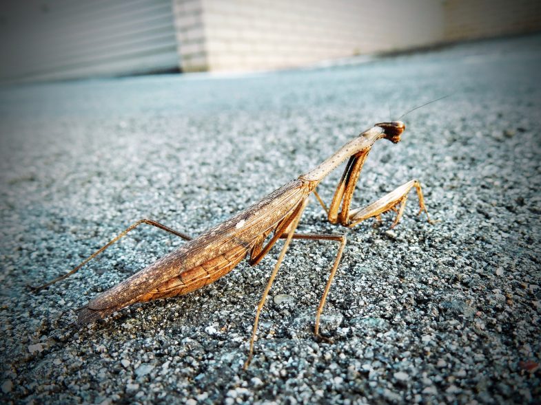 路上にカマキリが