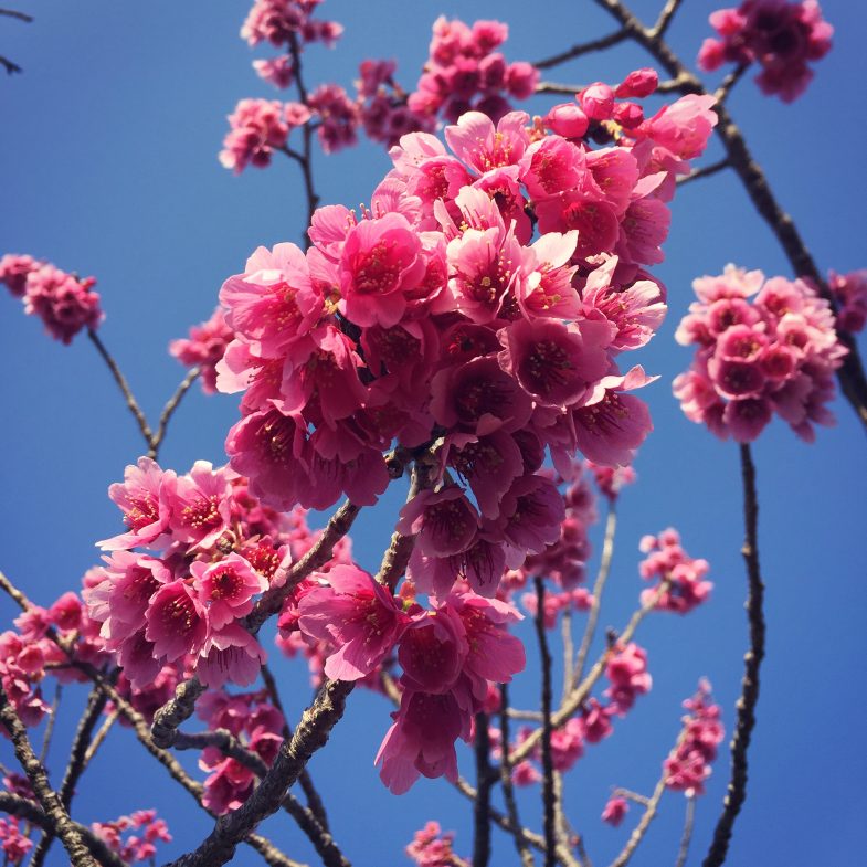 近くの公園にも春が