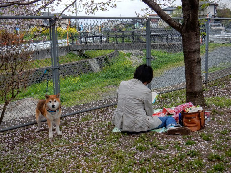 近所の公園で花見