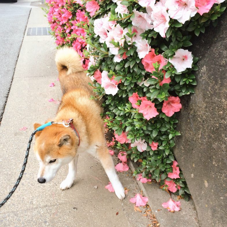 きれいな花にもチェックイン